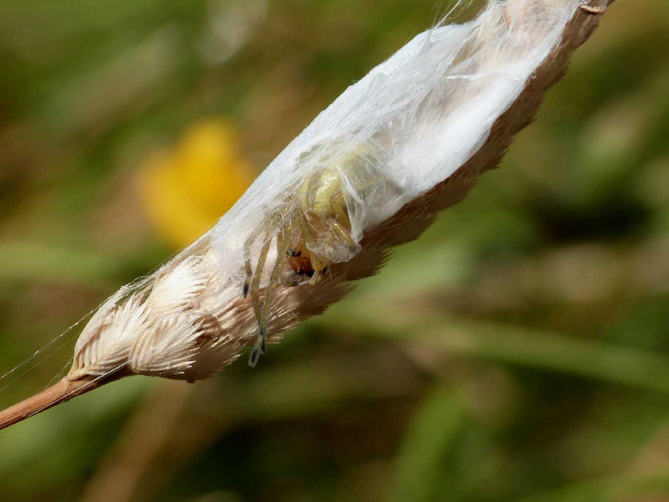 Cheiracanthium cf. punctorium - S. Teresa Gallura (OT)